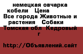 немецкая овчарка кобели › Цена ­ 25 000 - Все города Животные и растения » Собаки   . Томская обл.,Кедровый г.
